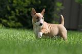 BULL TERRIER MINIATURE 124